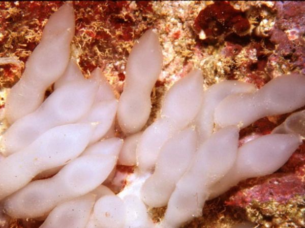 Sepioteuthis lessoniana GP362-33