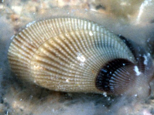 Septifer excisus Guam 785-7