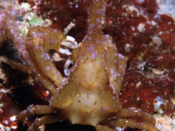 Simocarcinus obtusirostris male Guam 405-3