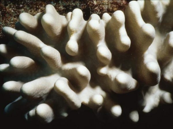 Sinularia abrupta Benayahu Pl-IIC