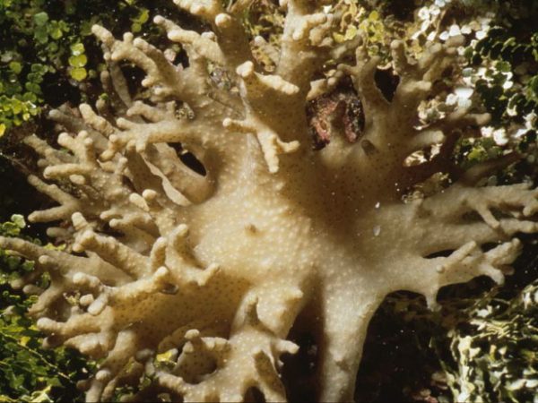 Sinularia arborea Benayahu Pl-IID