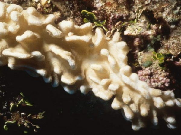 Sinularia discrepans Benayahu Pl-IIE