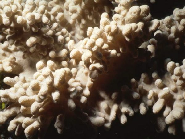 Sinularia gaweli Benayahu Pl-IIF