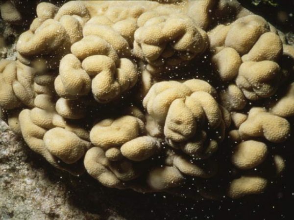 Sinularia gibberosa Benayahu Pl-IIIA