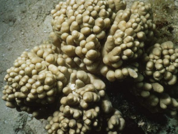 Sinularia maxima Benayahu Pl-IIIB