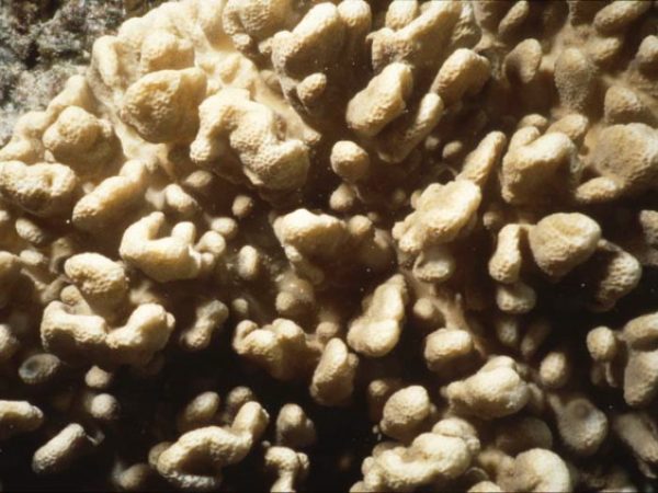 Sinularia numerosa Benayahu Pl-IIIC