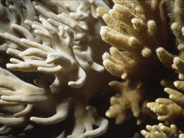 Sinularia polydactyla Benayahu Pl-IIID