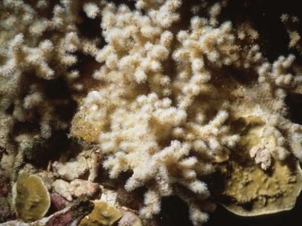 Sinularia querciformis Benyahu Pl-IIIE