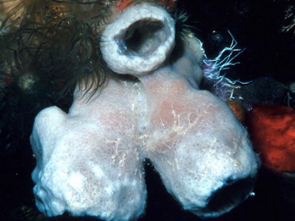 Siphonochalina crassifibra Guam 536-15_1