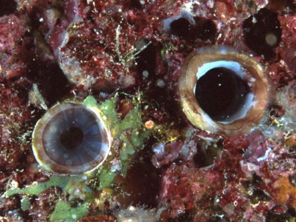 Spengleria plicatilis~ Guam 826-12