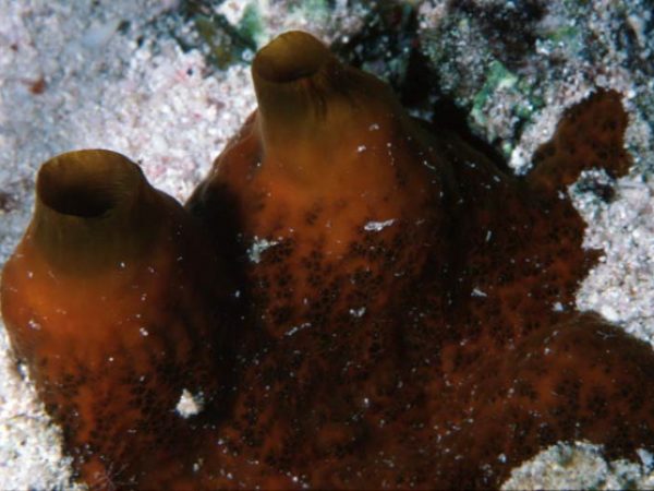 Spheciospongia vagabunda Guam 270-36_1