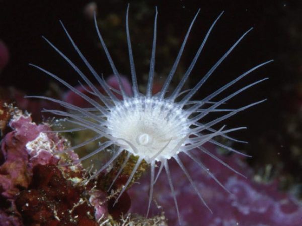 Sphenopus sp. 1 Guam 812-18