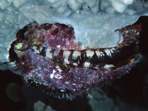 Spondylus violacescens~ Guam 831-7