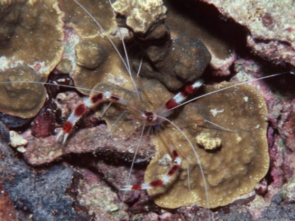 Stenopus hispidus Guam 516-23