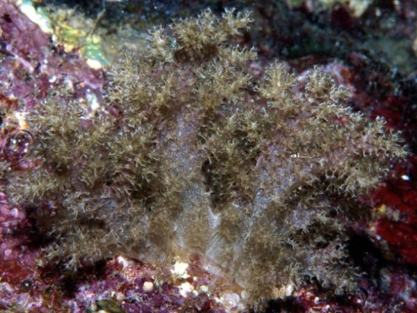 Stereonephthya cordylophora Guam 736-20