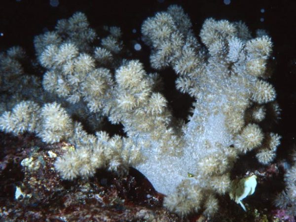 Stereonephthya unicolor Guam 815-26