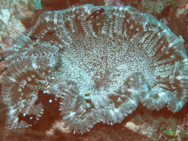 Stichodactyla haddoni Guam 649-33