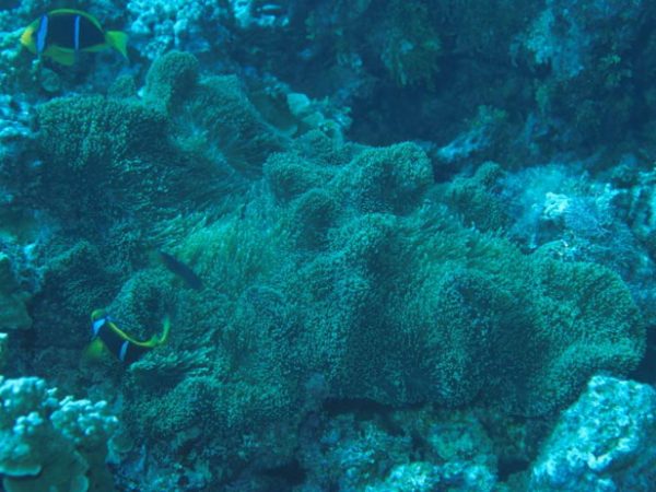 Stichodactyla mertensii Guam 569-17