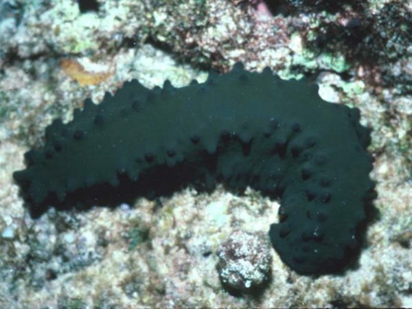 Stichopus chloronotus Guam 378-28