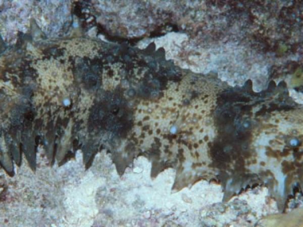 Stichopus horrens Guam 648-24