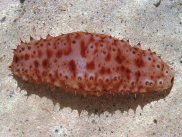 Stichopus noctivagus Guam 223-3