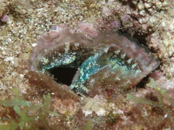 Streptopinna saccata Guam 581-11