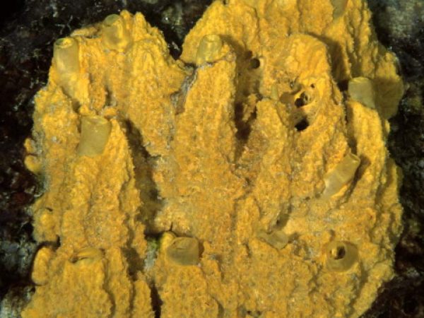 Stylissa massa Guam 868-31_1