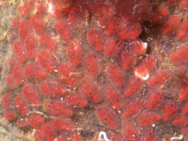 Symplegma brakenhielmi Guam 526-7