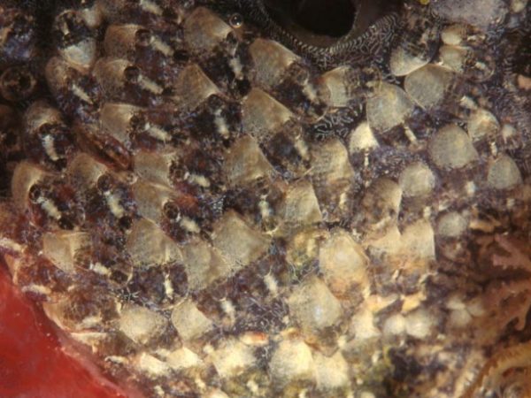 Symplegma sp. A Guam 512-34