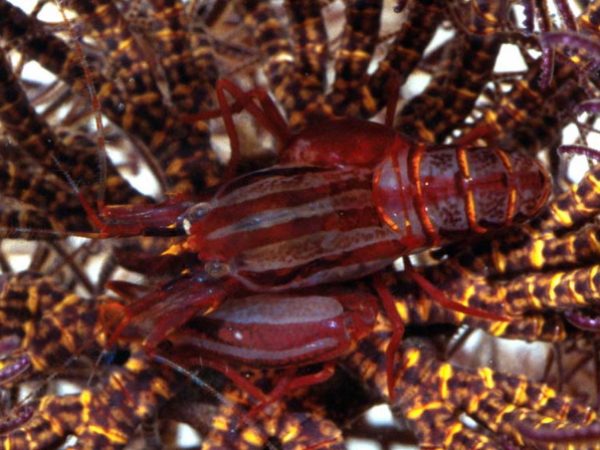 Synalpheus stimpsoni Guam 830-3