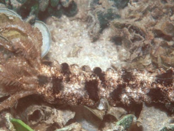 Synapta maculata Guam 577-36