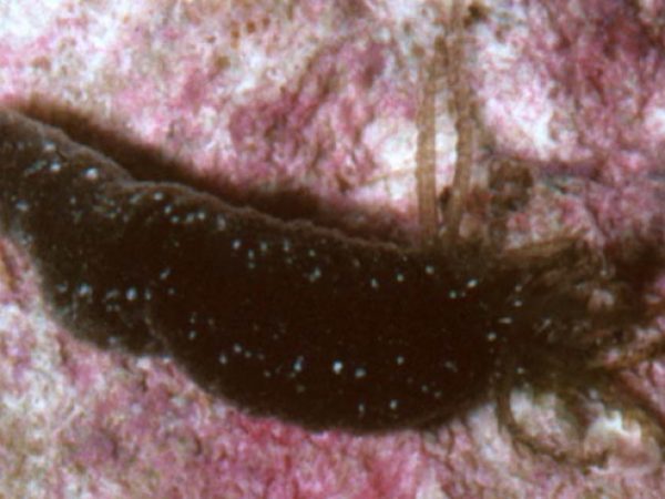 Synaptula sp. 1 Guam 585-35