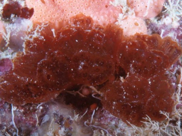 Synoicum intercedens Guam 756-15