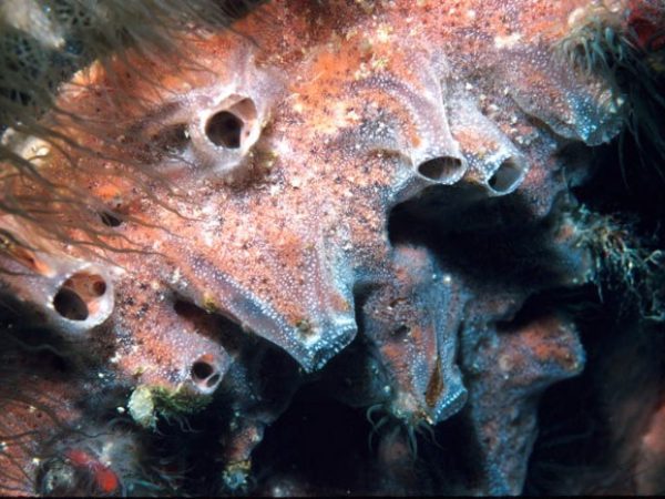 Tedania cf. ignis Guam 536-10_1