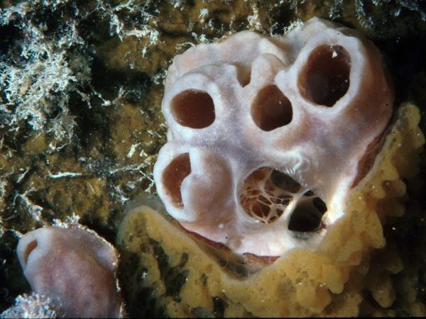 Tedania meandrica Guam 361-29_1