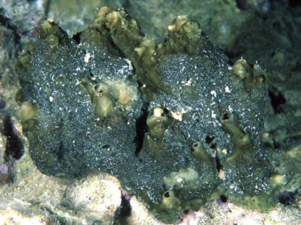 Tedania sp. 1 Guam 866-14_1