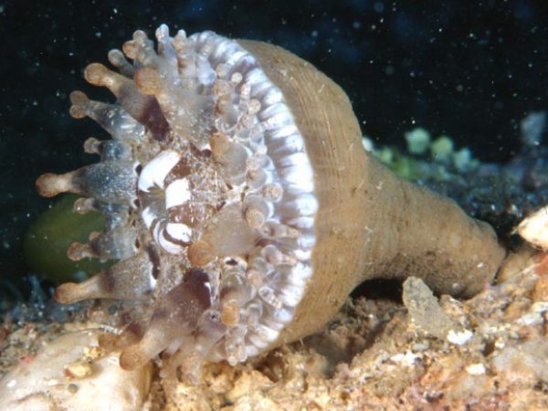 Telmatactis Guam 760-3