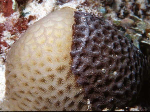 Terpios hoshinota Guam 362-2_1