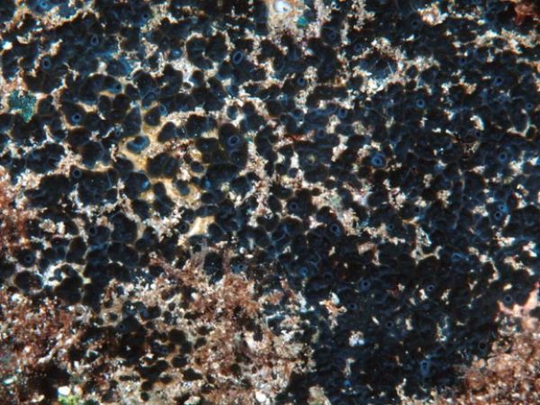 Terpios sp. 1 Guam 761-5_1