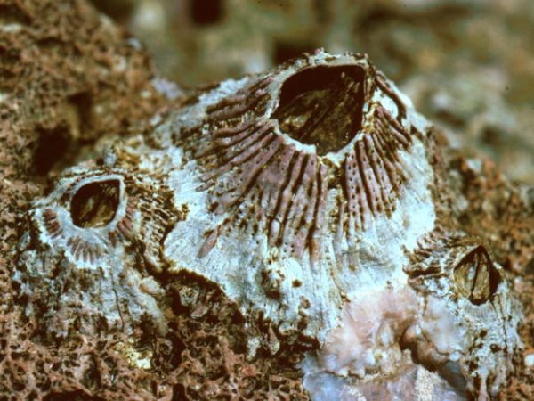 Tesseropora pacifica Guam 420-21