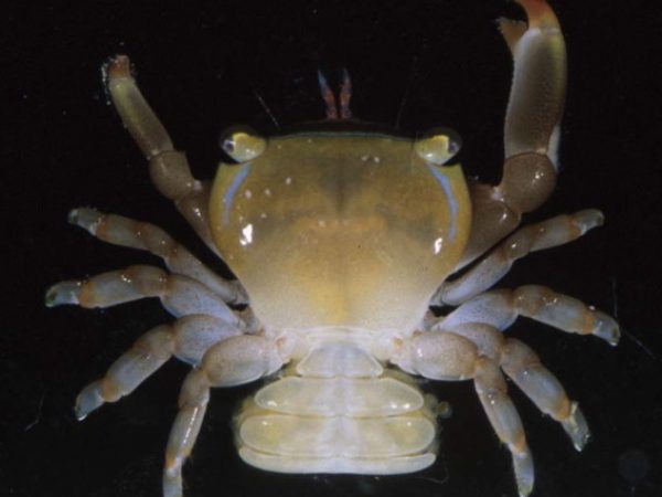 Tetralia vanninii Guam 856-27