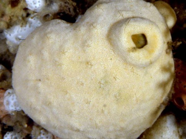 Tetrapachylasma ornatum Guam 768-2