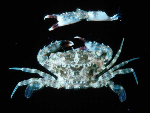 Thalamita admete Guam 414-36