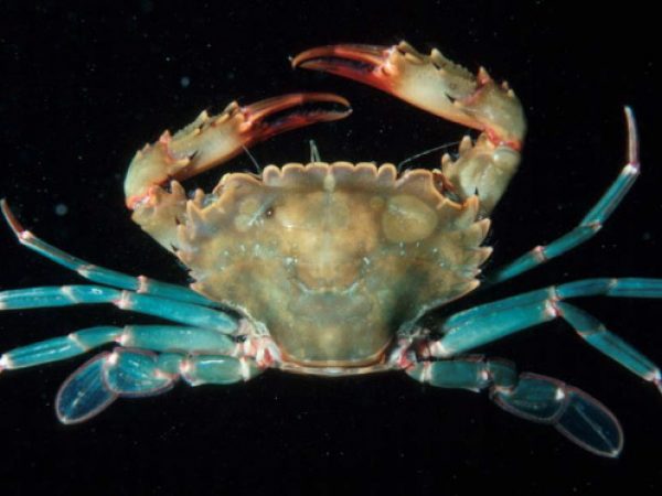 Thalamita cerasma cf Guam 467-24