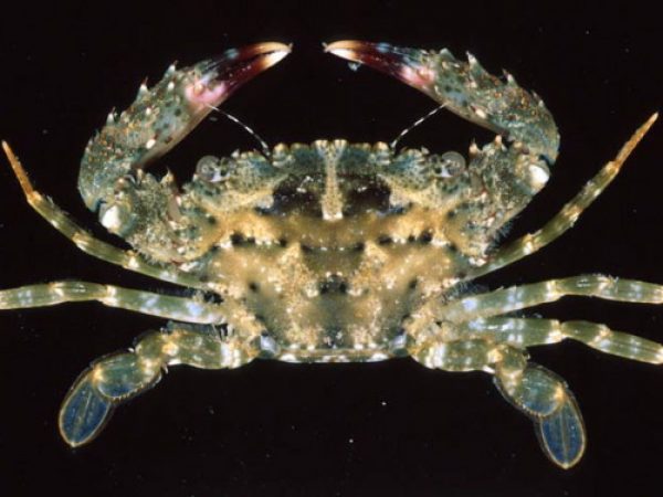 Thalamita coeruleipes Guam 850-30