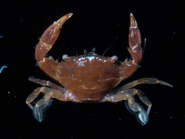 Thalamita corrugata Guam 356-25