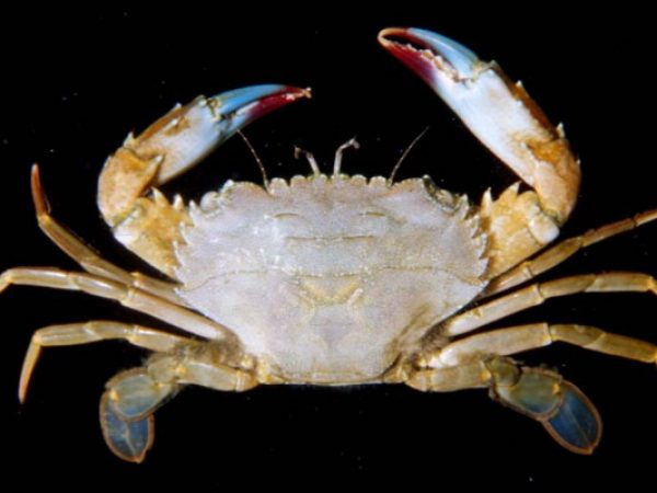 Thalamita crenata Guam 409-28