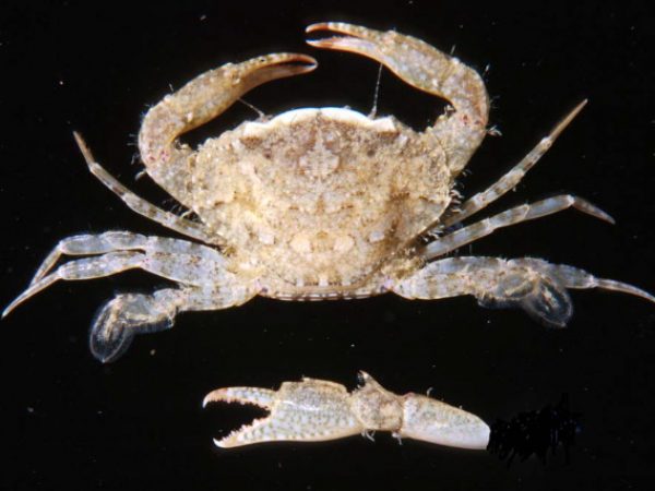 Thalamita exetastica Guam 412-30