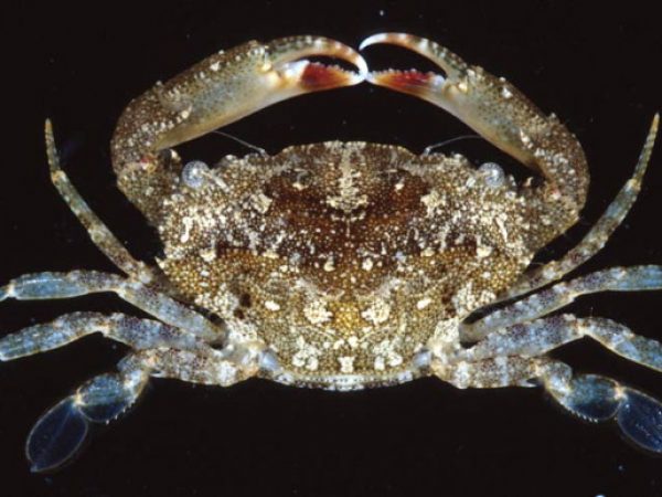 Thalamita integra Guam 749-24