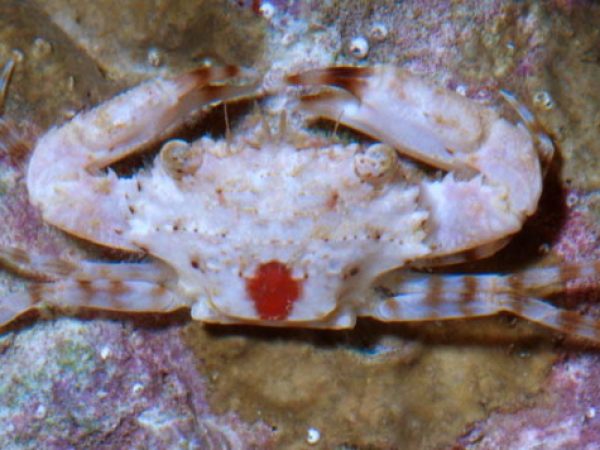 Thalamita picta Guam 540-12